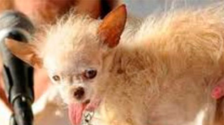В США умерла самая уродливая собака в мире