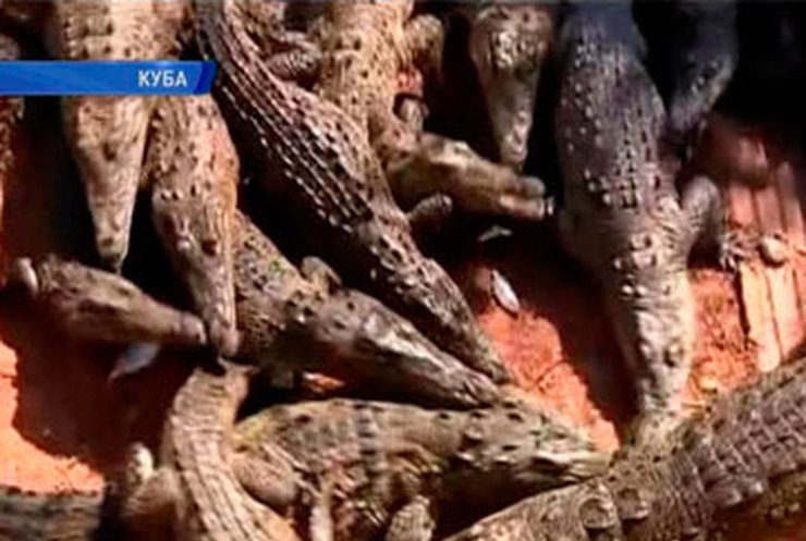На Кубе спасли от вымирания редких американских крокодилов