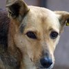 Защитники животных: В истреблении бродячих собак в Украине виновен Платини