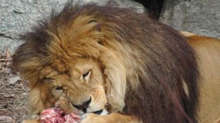 Американский ресторан пожертвовал диким кошкам из зоопарка тонну стейков