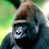 В США из вольера в зоопарке сбежала 180-килограммовая горилла