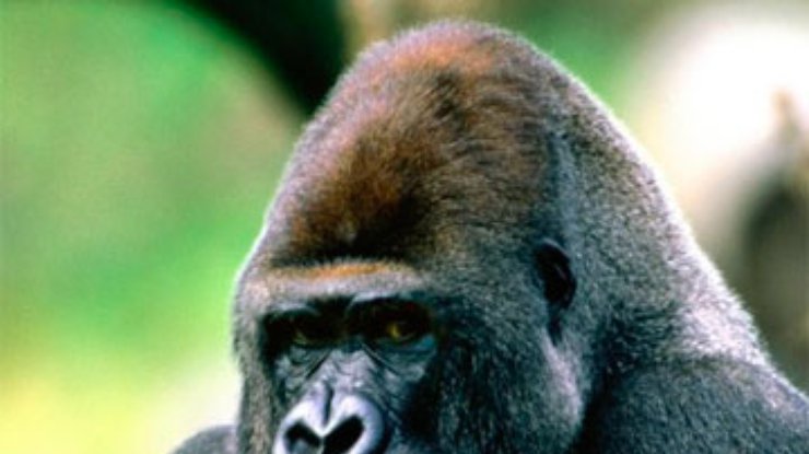 В США из вольера в зоопарке сбежала 180-килограммовая горилла