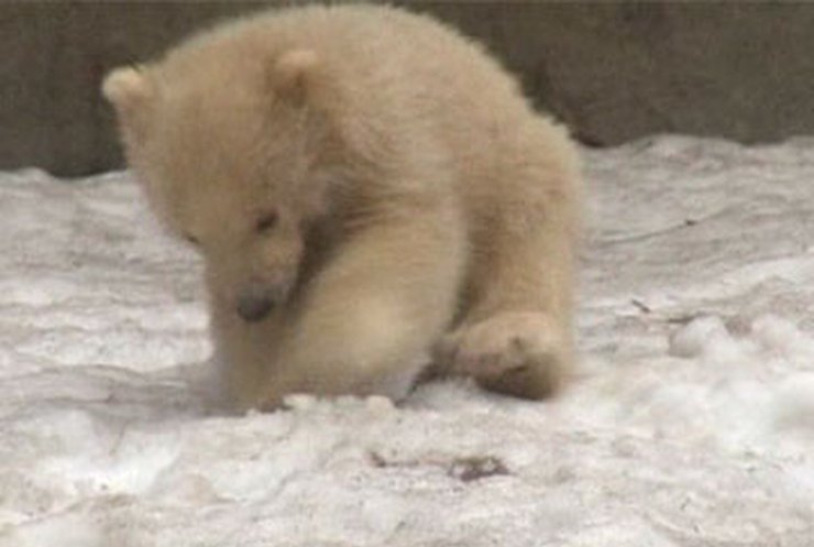В московском зоопарке публике показали троих белых медвежат