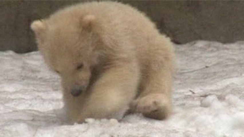 В московском зоопарке публике показали троих белых медвежат