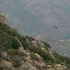 В США пытаются восстановить популяцию калифонийских кондоров