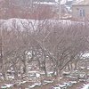 Из-за холодной зимы Крым останется без фруктов