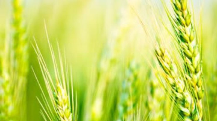 Урожаям пшеницы в Европе грозит засуха
