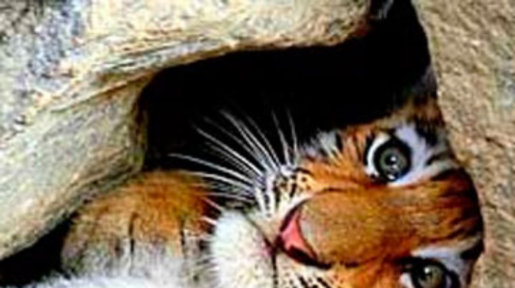 В России умер найденный приморскими охотниками тигренок