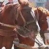 В Ивано-Франковске провели соревнования по гонкам на разбитых улицах