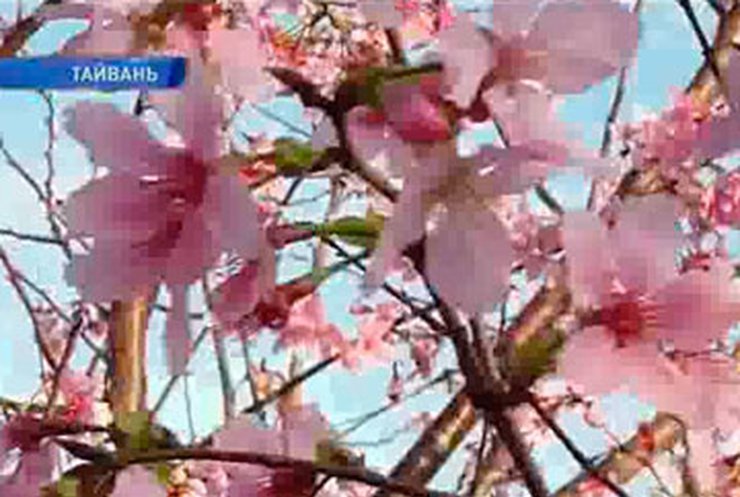 В Тайване начался сезон цветения сакуры