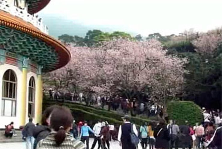 В Тайване зацвели первые деревья сакуры