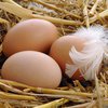 Эксперт: Украина может экспортировать куриные яйца в Европу