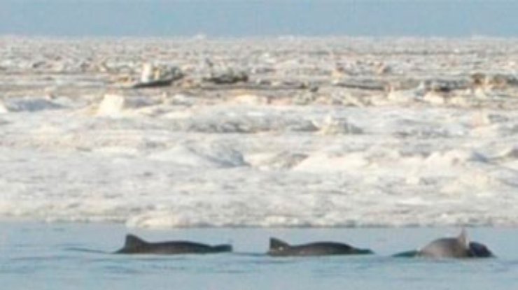 В Крыму застряли во льдах дельфины (обновлено)