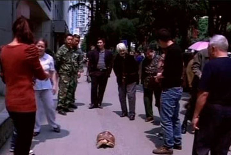 Жительница Китая ежедневно выгуливает домашнюю черепаху