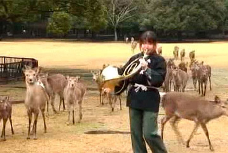 Тысячи туристов едут в Японию посмотреть на оленей-меломанов