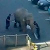 В Ирландии слон сбежал из цирка
