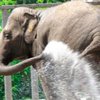 В Ирландии слониха совершила побег из цирка