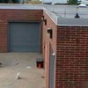 Американские ученые представили робота-блоху
