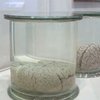 В Лондоне открылся музей мозгов великих ученых