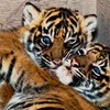 В николаевском зоопарке родились два амурских тигренка
