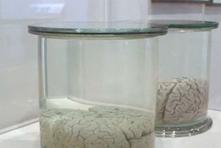 В Лондоне открылся музей мозгов великих ученых
