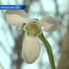 На Черкасчине ученые и студенты спасают от браконьеров уникальный цветок