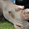 Браконьер отрезал рог у стекловолоконного носорога