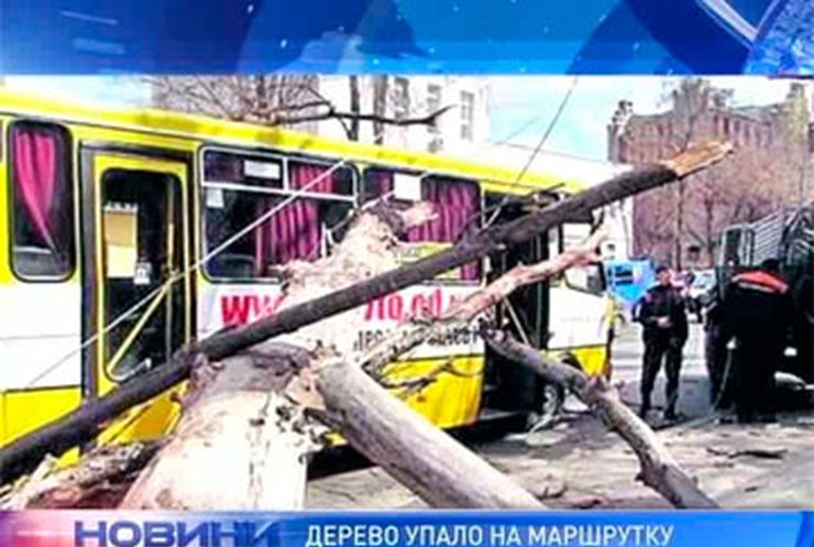 В Одессе дерево упало на маршрутку