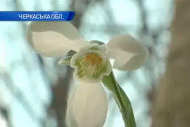На Черкасчине ученые и студенты спасают от браконьеров уникальный цветок