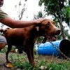 На Филиппинах накрыли нелегальную ферму бойцовских собак