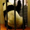 В зоопарке Эдинбурга благополучно поженилась пара панд
