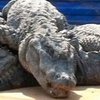 Китайские крокодилы просыпаются от зимней спячки