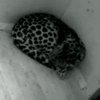 Эстонский зоопарк покажет рождения леопарда в режиме онлайн