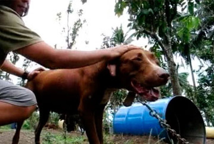 На Филиппинах накрыли нелегальную ферму бойцовских собак