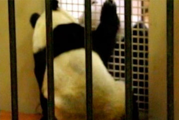 В зоопарке Эдинбурга благополучно поженилась пара панд