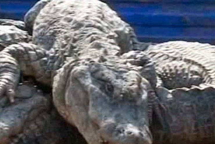 Китайские крокодилы просыпаются от зимней спячки