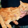 В Германии кот нашелся после 16 лет скитаний по лесам