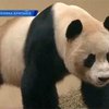 В лондонском зоопарке панды не могут завести потомство