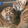 В зоопарке Сан-Диего отмечают день рождения два тигренка