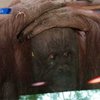 Американских орангутангов научили пользоваться iPad