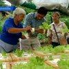 На Филиппинах начали внедрять гидропонику для выращивания овощей