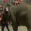 В Токийском зоопарке слониха начала рисовать весенние пейзажи