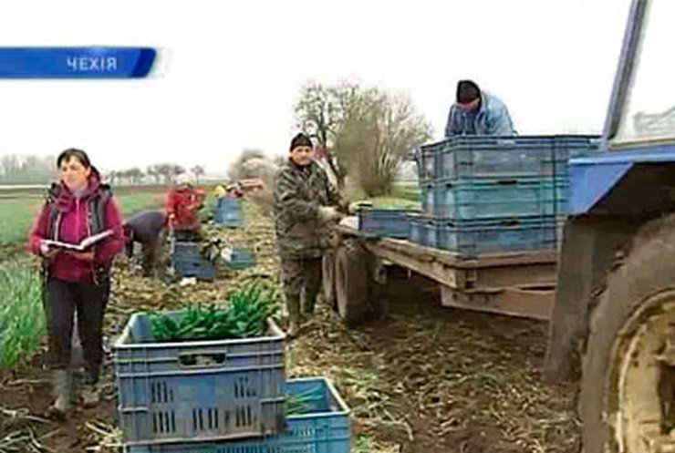 Чехия собирается закрыть двери для украинских гастрабайтеров
