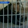 В казахском биоцентре медведица родила тройню