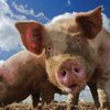 На ферме в Сумской области сгорели более 150 свиней