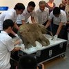 Российского мамонтенка привезли в Гонконг на выставку