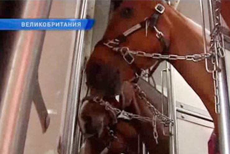 Лошадей будут доставлять на Олимпиаду специальным поездом