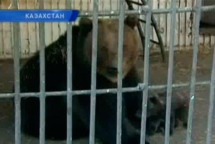 В казахском биоцентре медведица родила тройню