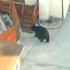 В Калифорнию вернулся медведь Фрикаделька