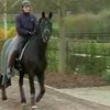 Сборная Германии по конному спорту купила голландского скакуна